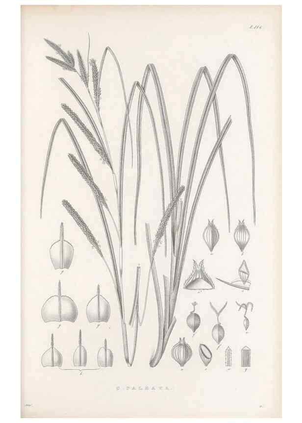Reproducción/Reproduction 48682565998: Illustrations of the genus Carex. London :William Pamplin,1858-1867.. 