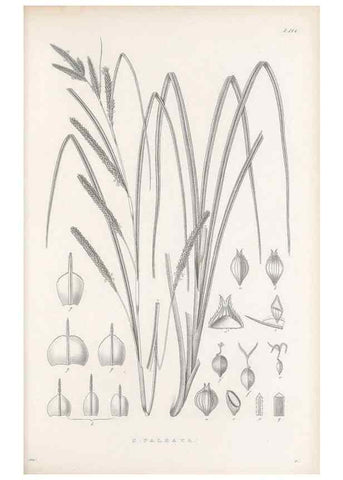 Reproducción/Reproduction 48682565998: Illustrations of the genus Carex. London :William Pamplin,1858-1867.. 