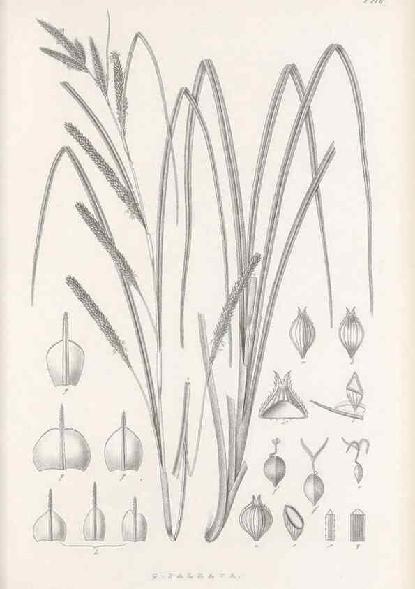 Reproducción/Reproduction 48682565998: Illustrations of the genus Carex. London :William Pamplin,1858-1867.. 
