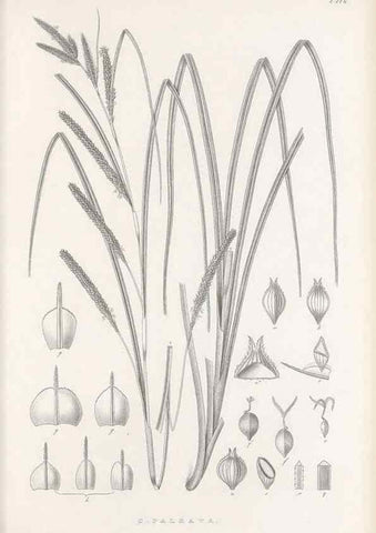 Reproducción/Reproduction 48682565998: Illustrations of the genus Carex. London :William Pamplin,1858-1867.. 