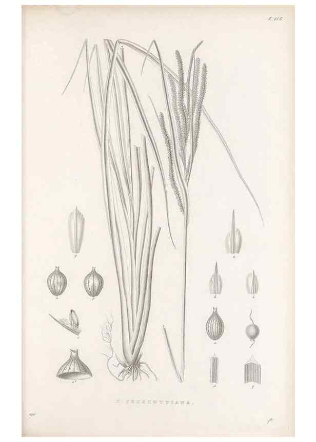 Reproducción/Reproduction 48683081027: Illustrations of the genus Carex. London :William Pamplin,1858-1867.. 