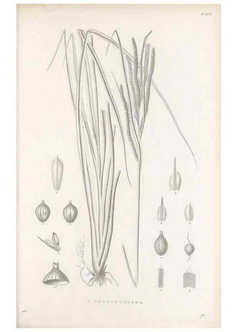 Reproducción/Reproduction 48683081027: Illustrations of the genus Carex. London :William Pamplin,1858-1867.. 