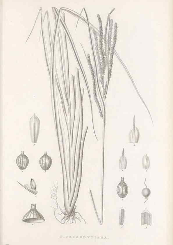 Reproducción/Reproduction 48683081027: Illustrations of the genus Carex. London :William Pamplin,1858-1867.. 