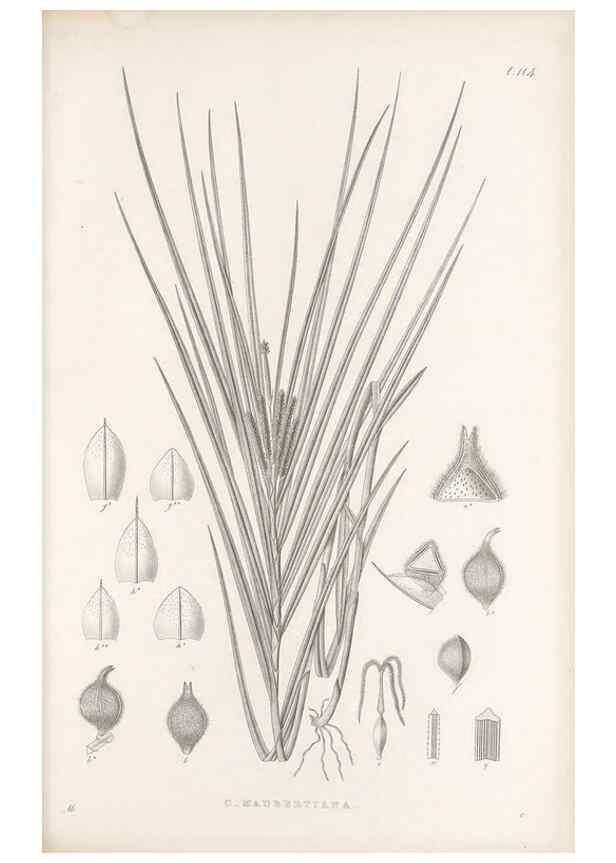 Reproducción/Reproduction 48682565603: Illustrations of the genus Carex. London :William Pamplin,1858-1867.. 
