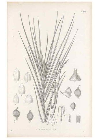 Reproducción/Reproduction 48682565603: Illustrations of the genus Carex. London :William Pamplin,1858-1867.. 