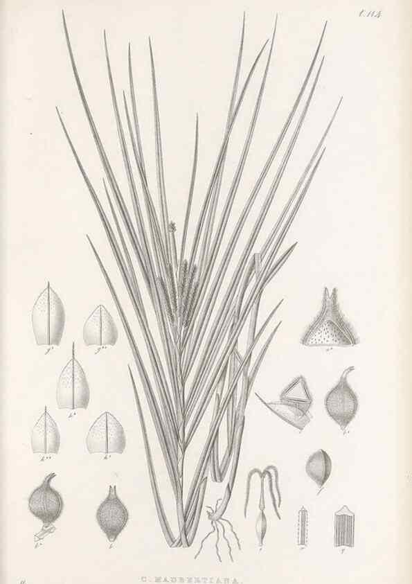 Reproducción/Reproduction 48682565603: Illustrations of the genus Carex. London :William Pamplin,1858-1867.. 