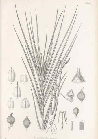 Reproducción/Reproduction 48682565603: Illustrations of the genus Carex. London :William Pamplin,1858-1867.. 