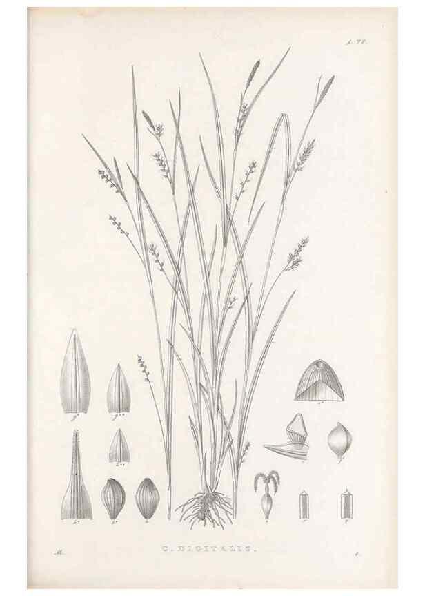Reproducción/Reproduction 48682902166: Illustrations of the genus Carex. London :William Pamplin,1858-1867.. 