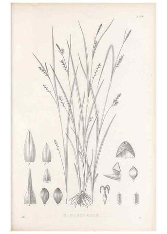 Reproducción/Reproduction 48682902166: Illustrations of the genus Carex. London :William Pamplin,1858-1867.. 