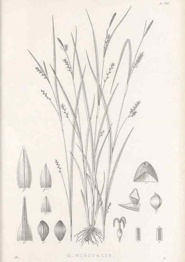 Reproducción/Reproduction 48682902166: Illustrations of the genus Carex. London :William Pamplin,1858-1867.. 