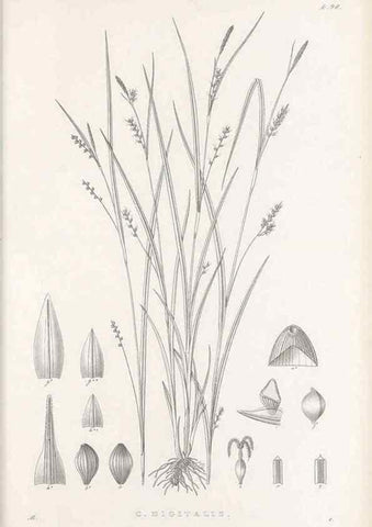 Reproducción/Reproduction 48682902166: Illustrations of the genus Carex. London :William Pamplin,1858-1867.. 