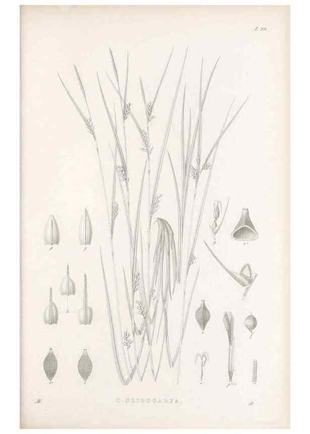 Reproducción/Reproduction 48682562183: Illustrations of the genus Carex. London :William Pamplin,1858-1867.. 