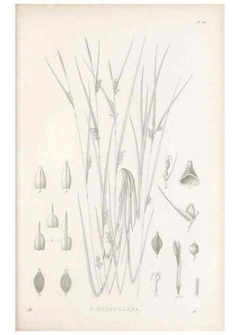 Reproducción/Reproduction 48682562183: Illustrations of the genus Carex. London :William Pamplin,1858-1867.. 