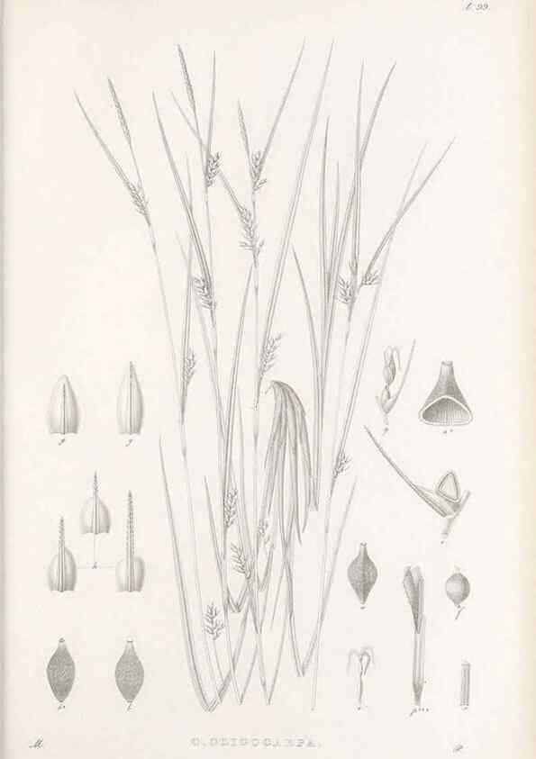 Reproducción/Reproduction 48682562183: Illustrations of the genus Carex. London :William Pamplin,1858-1867.. 