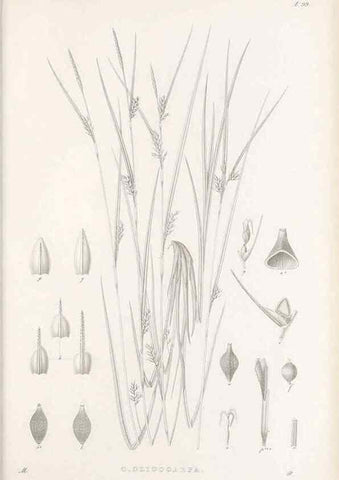Reproducción/Reproduction 48682562183: Illustrations of the genus Carex. London :William Pamplin,1858-1867.. 