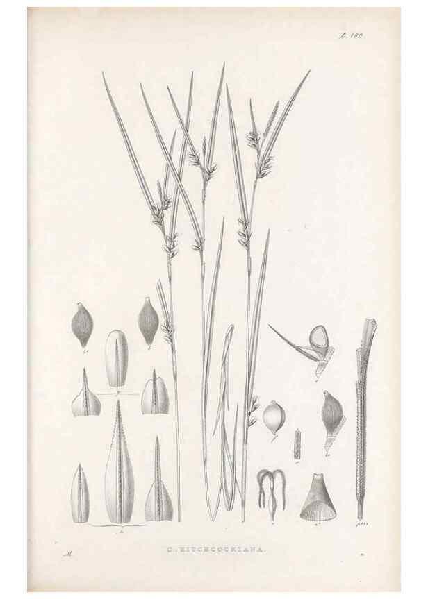Reproducción/Reproduction 48683077617: Illustrations of the genus Carex. London :William Pamplin,1858-1867.. 