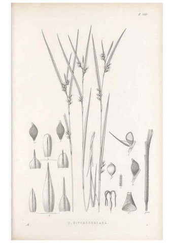 Reproducción/Reproduction 48683077617: Illustrations of the genus Carex. London :William Pamplin,1858-1867.. 