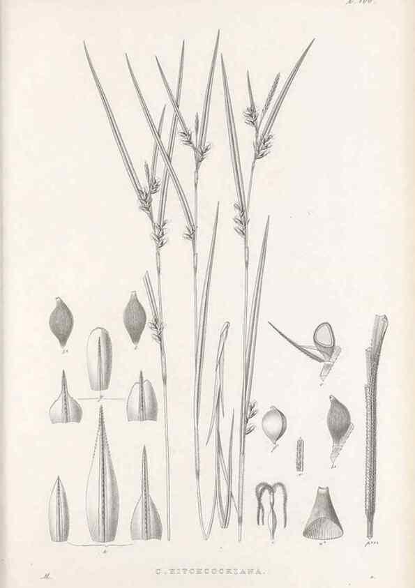 Reproducción/Reproduction 48683077617: Illustrations of the genus Carex. London :William Pamplin,1858-1867.. 