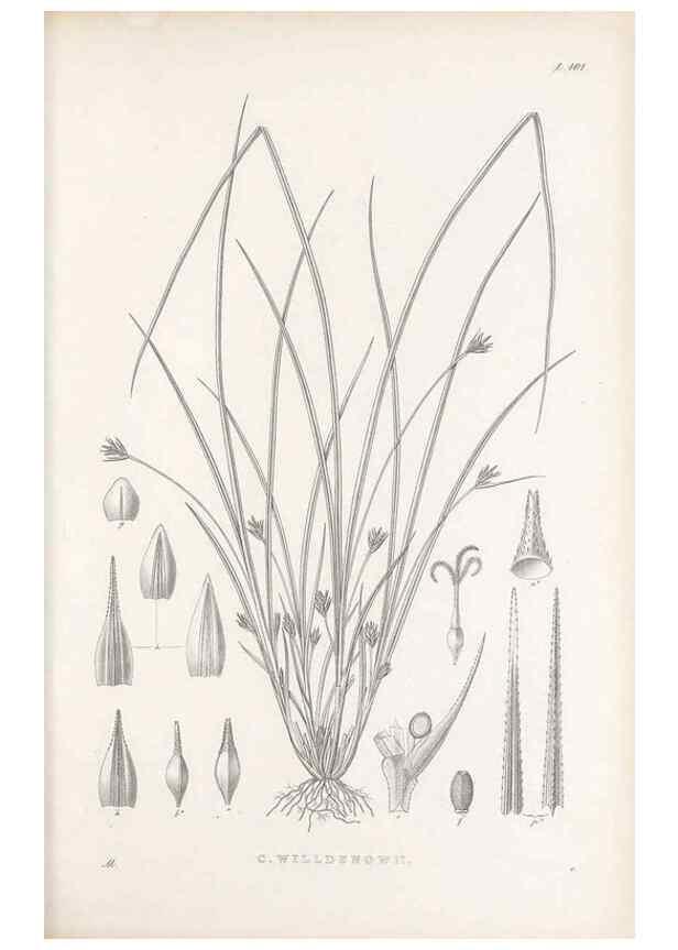 Reproducción/Reproduction 48683077877: Illustrations of the genus Carex. London :William Pamplin,1858-1867.. 