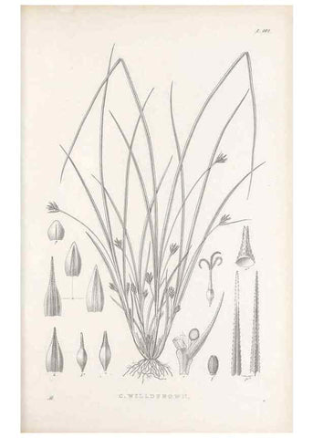 Reproducción/Reproduction 48683077877: Illustrations of the genus Carex. London :William Pamplin,1858-1867.. 