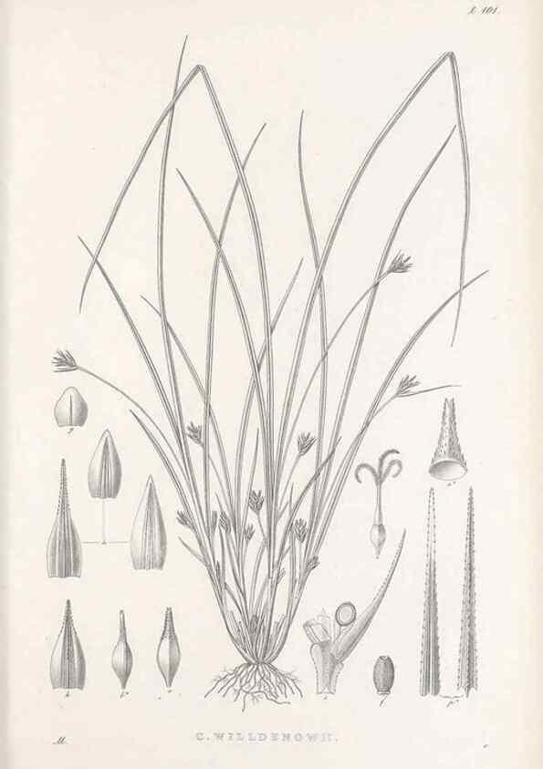 Reproducción/Reproduction 48683077877: Illustrations of the genus Carex. London :William Pamplin,1858-1867.. 
