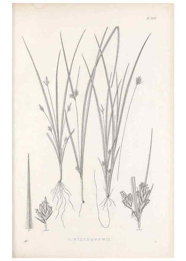 Reproducción/Reproduction 48683078087: Illustrations of the genus Carex. London :William Pamplin,1858-1867.. 