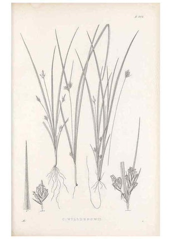 Reproducción/Reproduction 48683078087: Illustrations of the genus Carex. London :William Pamplin,1858-1867.. 