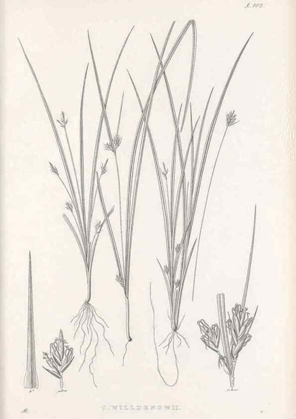 Reproducción/Reproduction 48683078087: Illustrations of the genus Carex. London :William Pamplin,1858-1867.. 