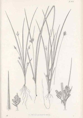 Reproducción/Reproduction 48683078087: Illustrations of the genus Carex. London :William Pamplin,1858-1867.. 
