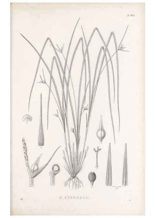 Reproducción/Reproduction 48683078272: Illustrations of the genus Carex. London :William Pamplin,1858-1867.. 