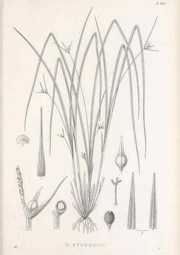 Reproducción/Reproduction 48683078272: Illustrations of the genus Carex. London :William Pamplin,1858-1867.. 
