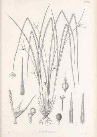 Reproducción/Reproduction 48683078272: Illustrations of the genus Carex. London :William Pamplin,1858-1867.. 