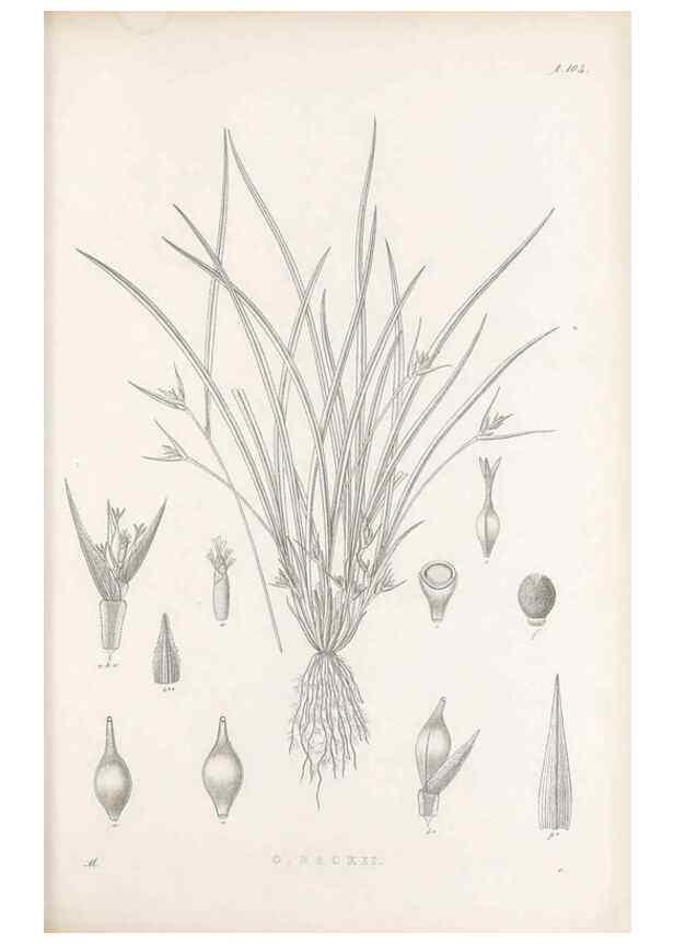 Reproducción/Reproduction 48682903666: Illustrations of the genus Carex. London :William Pamplin,1858-1867.. 