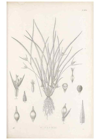 Reproducción/Reproduction 48682903666: Illustrations of the genus Carex. London :William Pamplin,1858-1867.. 
