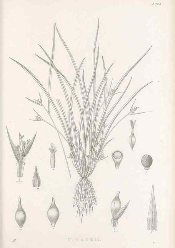 Reproducción/Reproduction 48682903666: Illustrations of the genus Carex. London :William Pamplin,1858-1867.. 