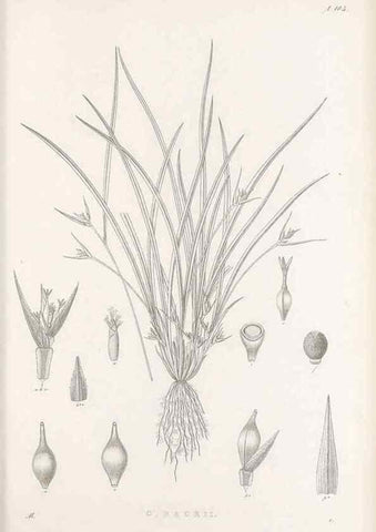 Reproducción/Reproduction 48682903666: Illustrations of the genus Carex. London :William Pamplin,1858-1867.. 