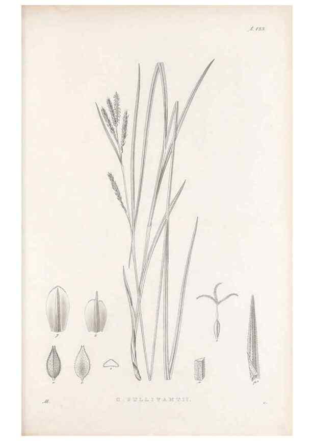 Reproducción/Reproduction 48683085787: Illustrations of the genus Carex. London :William Pamplin,1858-1867.. 
