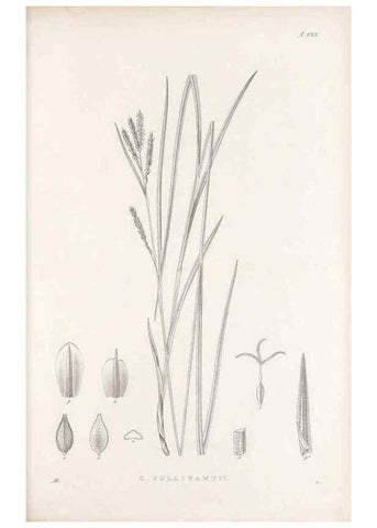 Reproducción/Reproduction 48683085787: Illustrations of the genus Carex. London :William Pamplin,1858-1867.. 