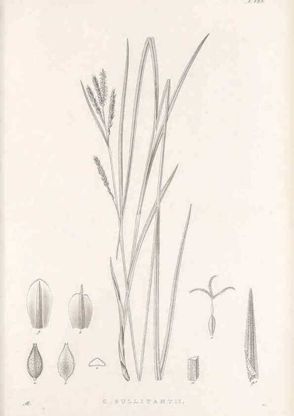 Reproducción/Reproduction 48683085787: Illustrations of the genus Carex. London :William Pamplin,1858-1867.. 
