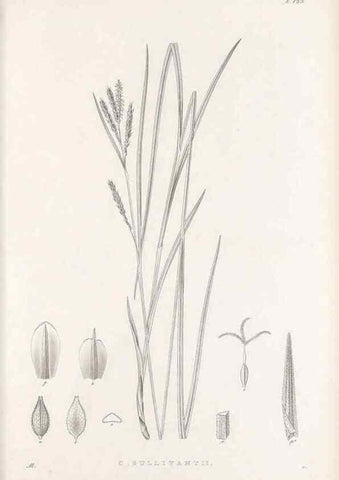 Reproducción/Reproduction 48683085787: Illustrations of the genus Carex. London :William Pamplin,1858-1867.. 