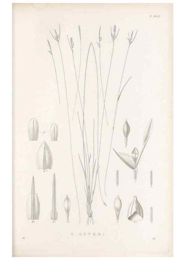 Reproducción/Reproduction 48682563653: Illustrations of the genus Carex. London :William Pamplin,1858-1867.. 