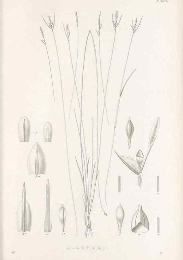 Reproducción/Reproduction 48682563653: Illustrations of the genus Carex. London :William Pamplin,1858-1867.. 