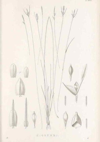Reproducción/Reproduction 48682563653: Illustrations of the genus Carex. London :William Pamplin,1858-1867.. 