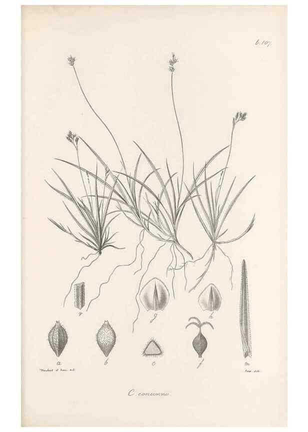 Reproducción/Reproduction 48683079127: Illustrations of the genus Carex. London :William Pamplin,1858-1867.. 