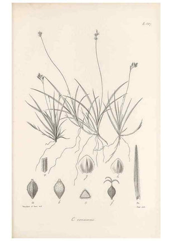 Reproducción/Reproduction 48683079127: Illustrations of the genus Carex. London :William Pamplin,1858-1867.. 