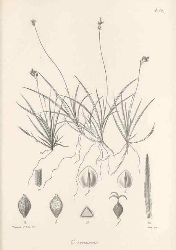 Reproducción/Reproduction 48683079127: Illustrations of the genus Carex. London :William Pamplin,1858-1867.. 