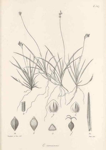 Reproducción/Reproduction 48683079127: Illustrations of the genus Carex. London :William Pamplin,1858-1867.. 