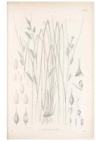 Reproducción/Reproduction 48682564313: Illustrations of the genus Carex. London :William Pamplin,1858-1867.. 