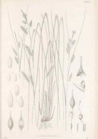 Reproducción/Reproduction 48682564313: Illustrations of the genus Carex. London :William Pamplin,1858-1867.. 