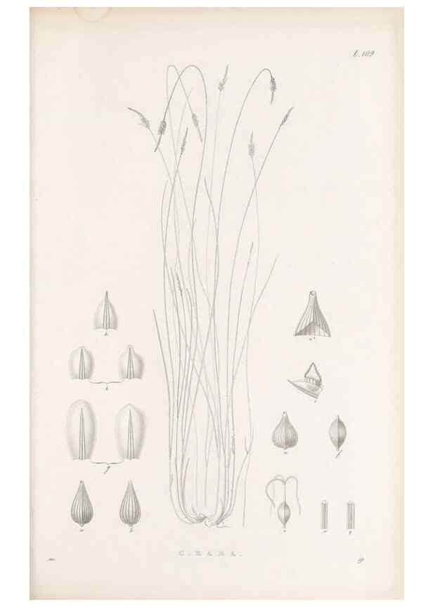 Reproducción/Reproduction 48682564508: Illustrations of the genus Carex. London :William Pamplin,1858-1867.. 